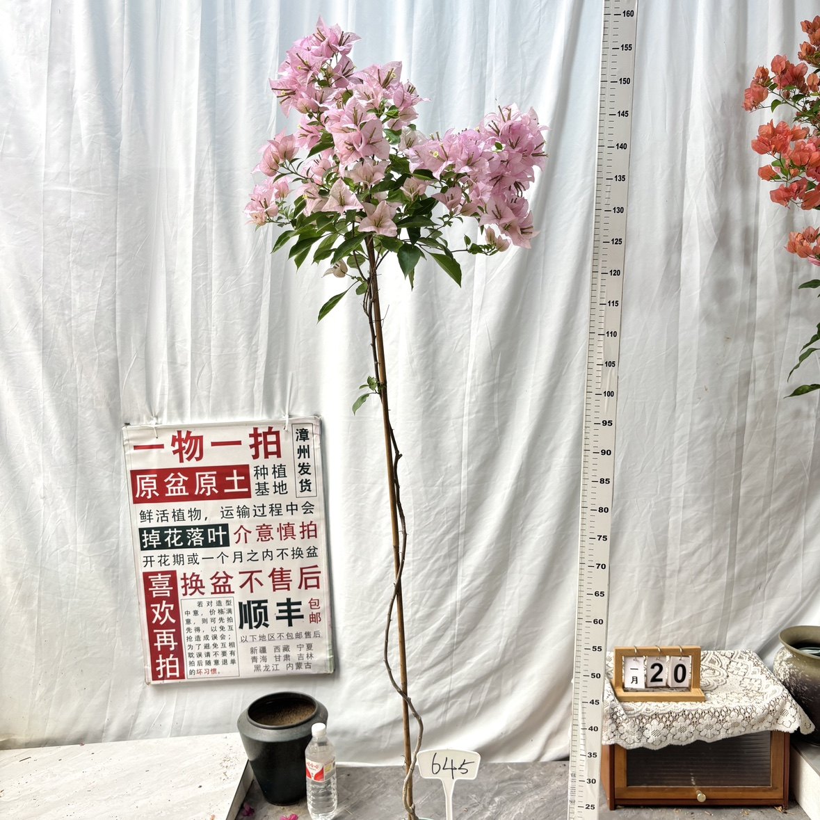 高飘【粉天使】645漳州三角梅一物一拍原生带盆土四季勤花阳台,鲜花速递/花卉仿真/绿植园艺,绣球/木绣球/木本植物,淘宝优惠券,粉丝福利购,淘宝优惠卷