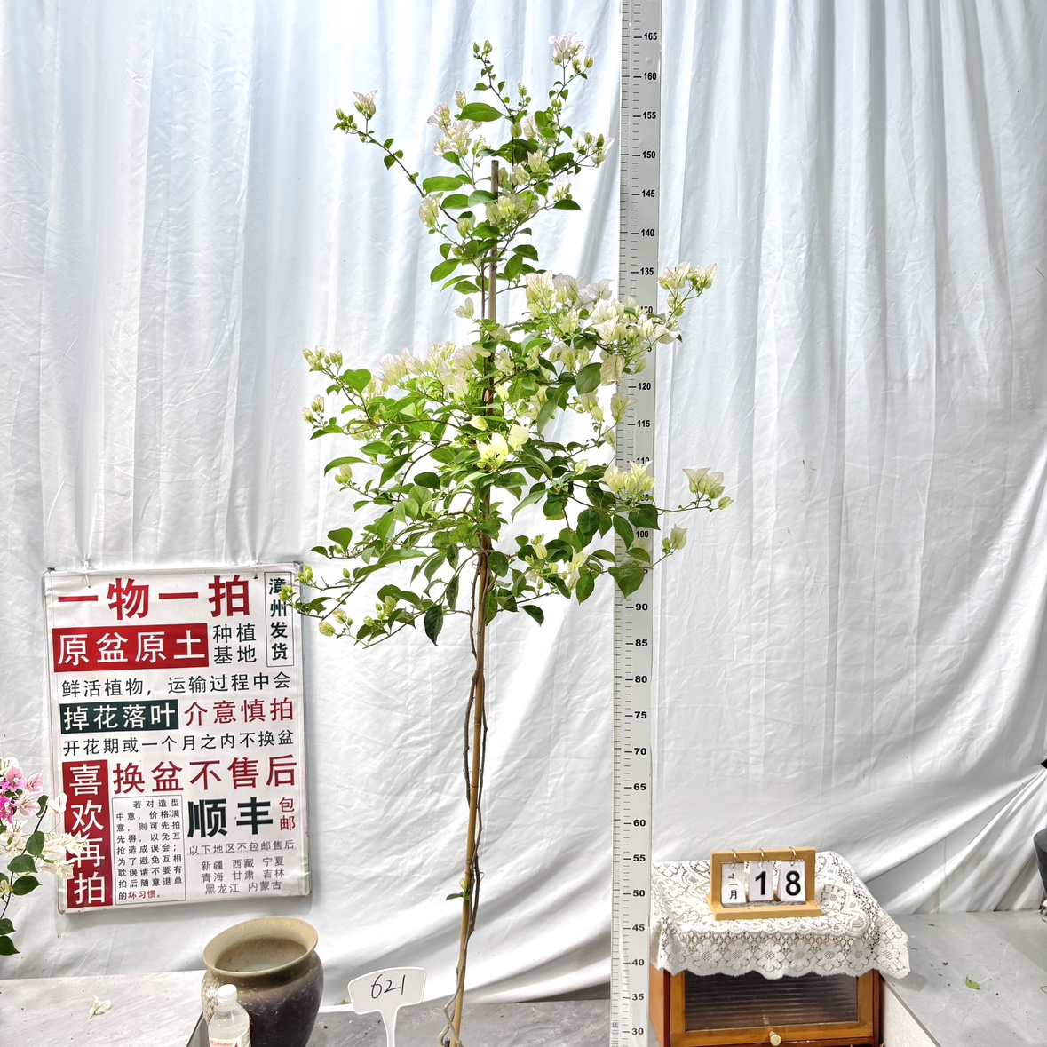 高飘【丽娜】621一物一拍漳州三角梅原生带盆土四季勤花