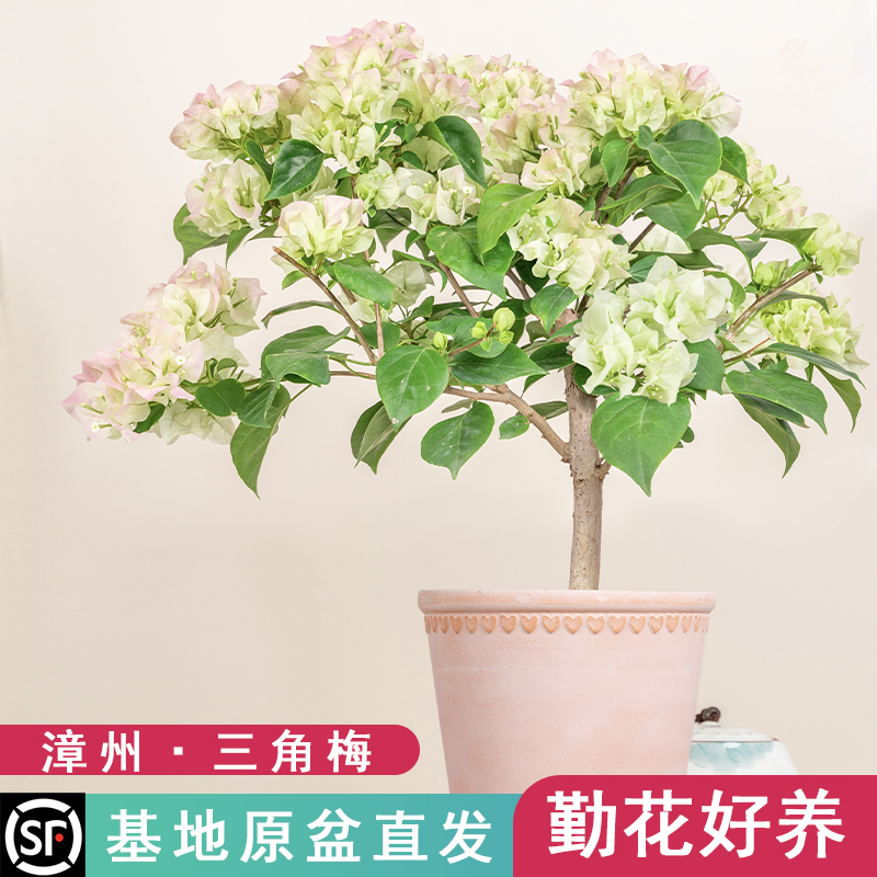勤花好养三角梅梦慧园艺原盆原土