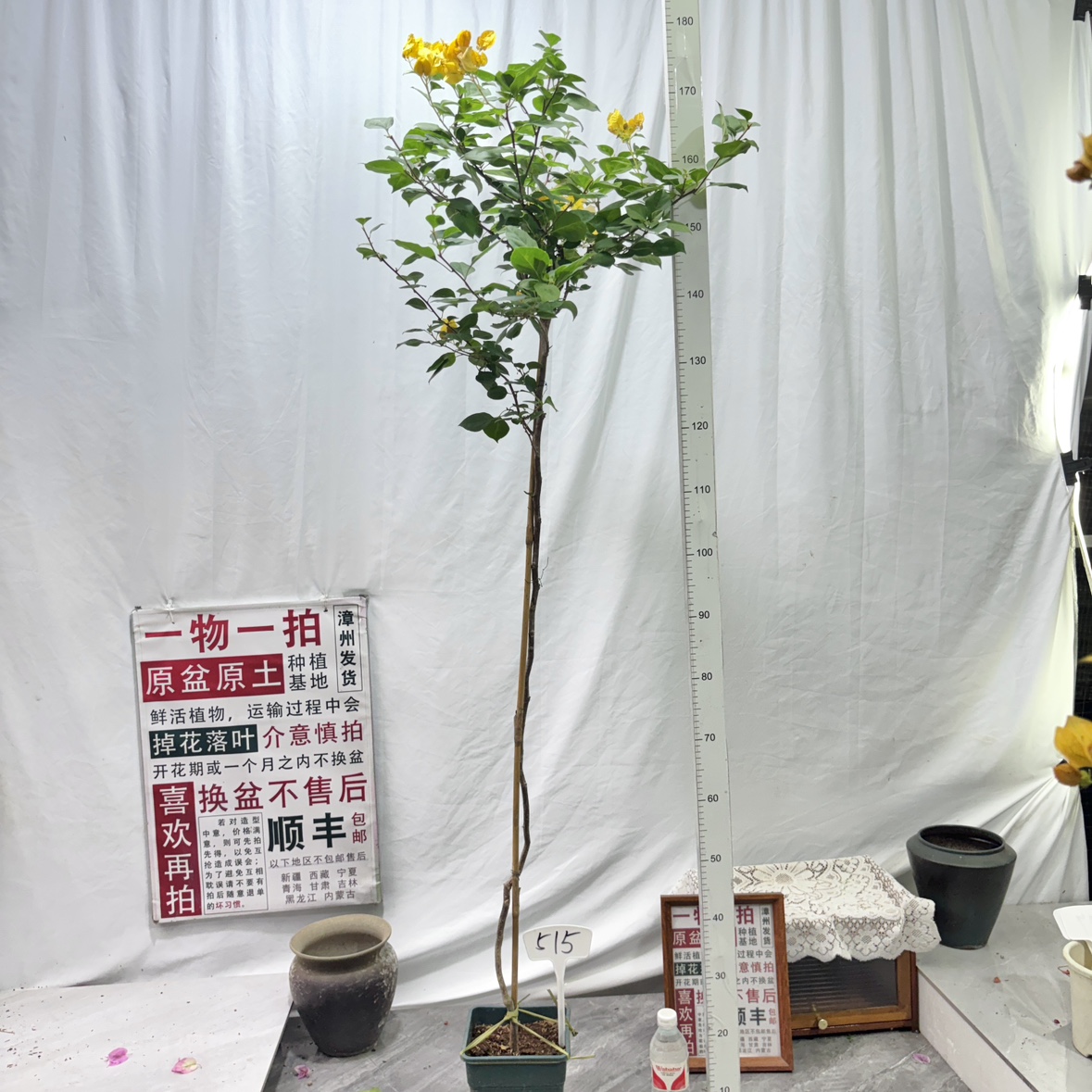 高飘方盆【暗斑浅黄】515一物一拍漳州三角梅原生带盆土四季勤花