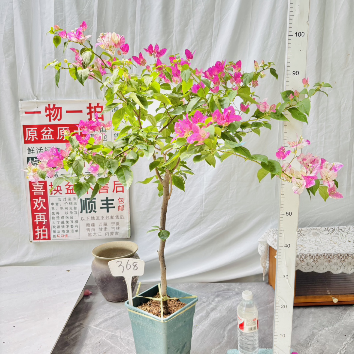 高杆方盆【漳红缨】368一物一拍漳州三角梅原生带盆四季勤花阳台