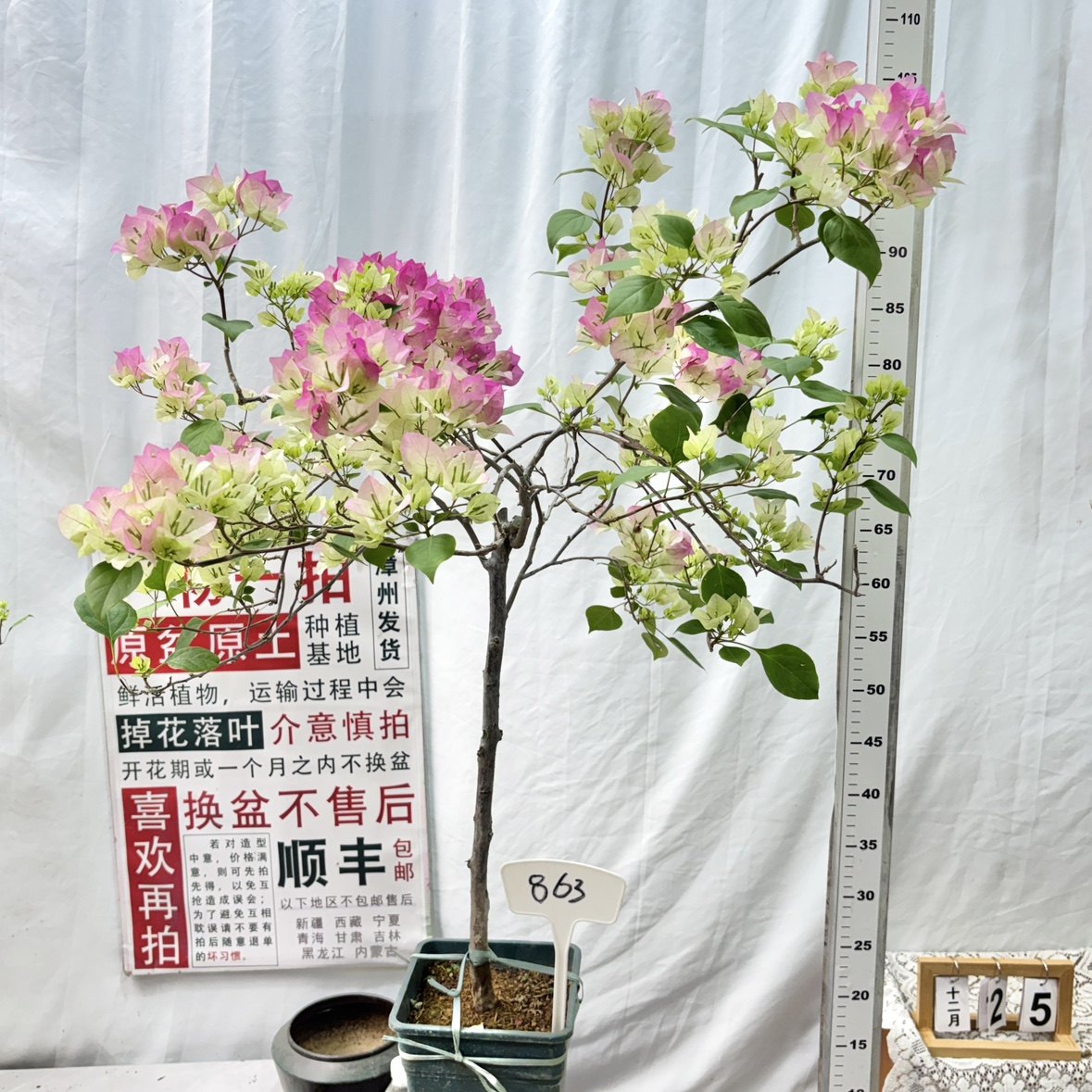 高杆方盆【绿樱】863一物一拍漳州三角梅原生带盆土四季勤花,鲜花速递/花卉仿真/绿植园艺,绣球/木绣球/木本植物,淘宝优惠券,粉丝福利购,淘宝优惠卷