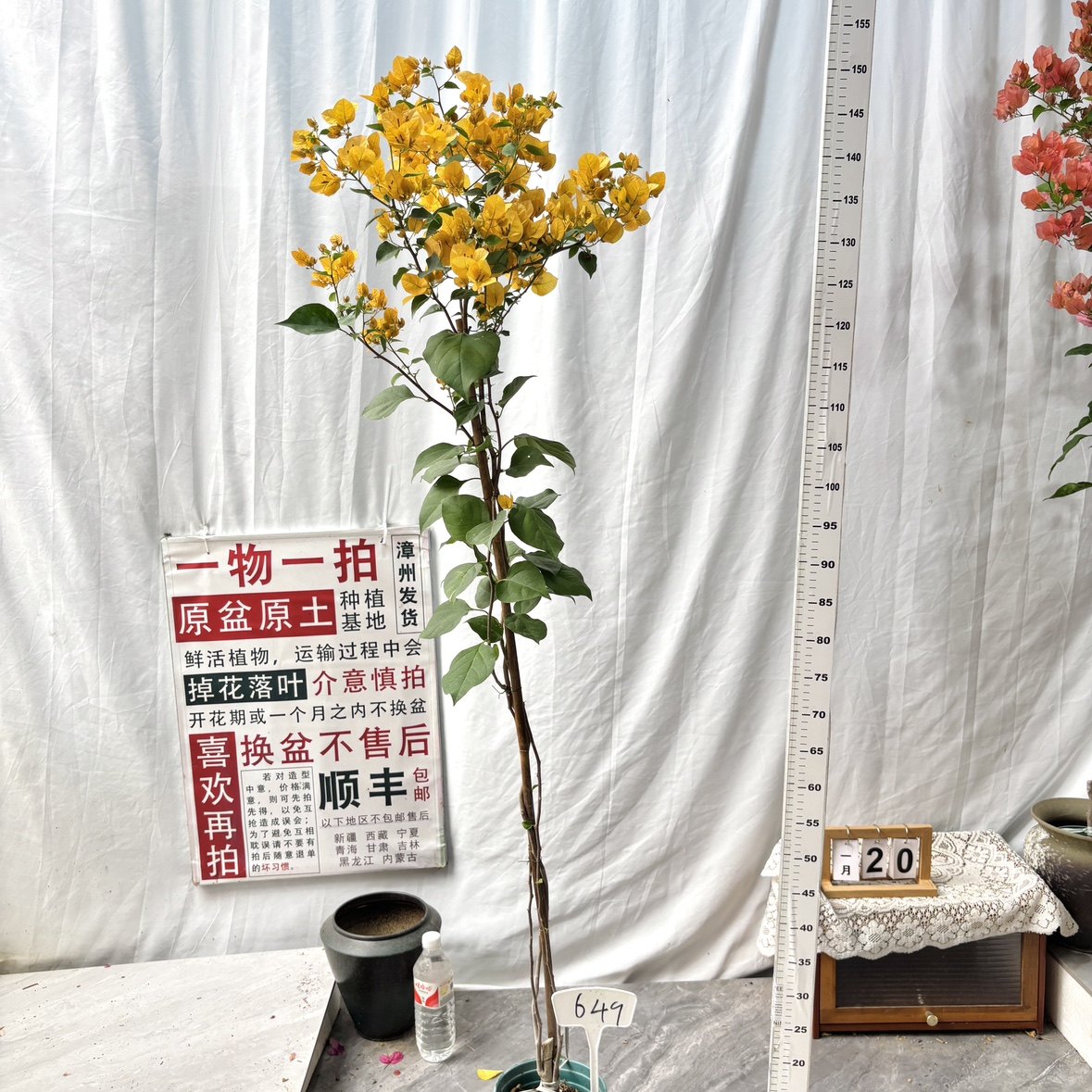 高飘【加州黄金】649一物一拍漳州三角梅原生带盆土四季勤花阳台,鲜花速递/花卉仿真/绿植园艺,绣球/木绣球/木本植物,淘宝优惠券,粉丝福利购,淘宝优惠卷