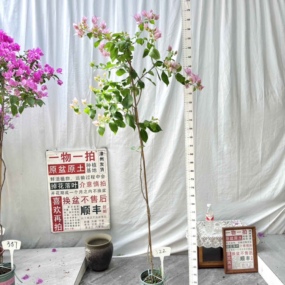 高飘【粉天使】322一物一拍漳州三角梅原生带盆土四季勤花阳台