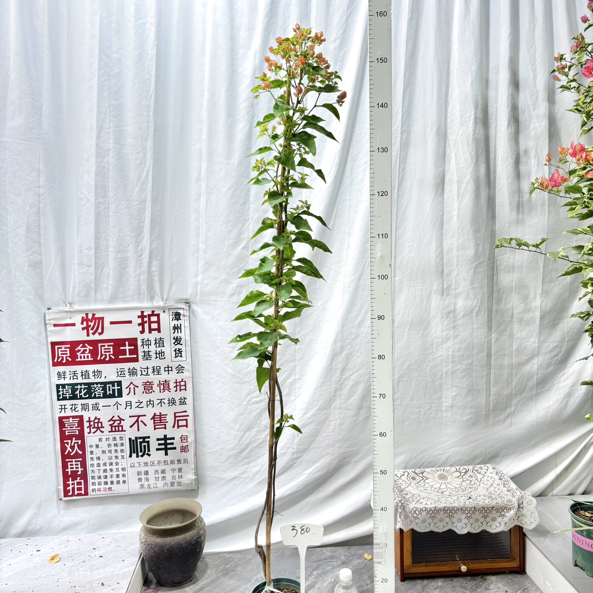 高飘【阿奴娜】380漳州三角梅一物一拍原生带盆土四季勤花阳台