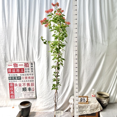高飘【阿奴娜】339一物一拍漳州三角梅原生带盆土四季勤花阳台