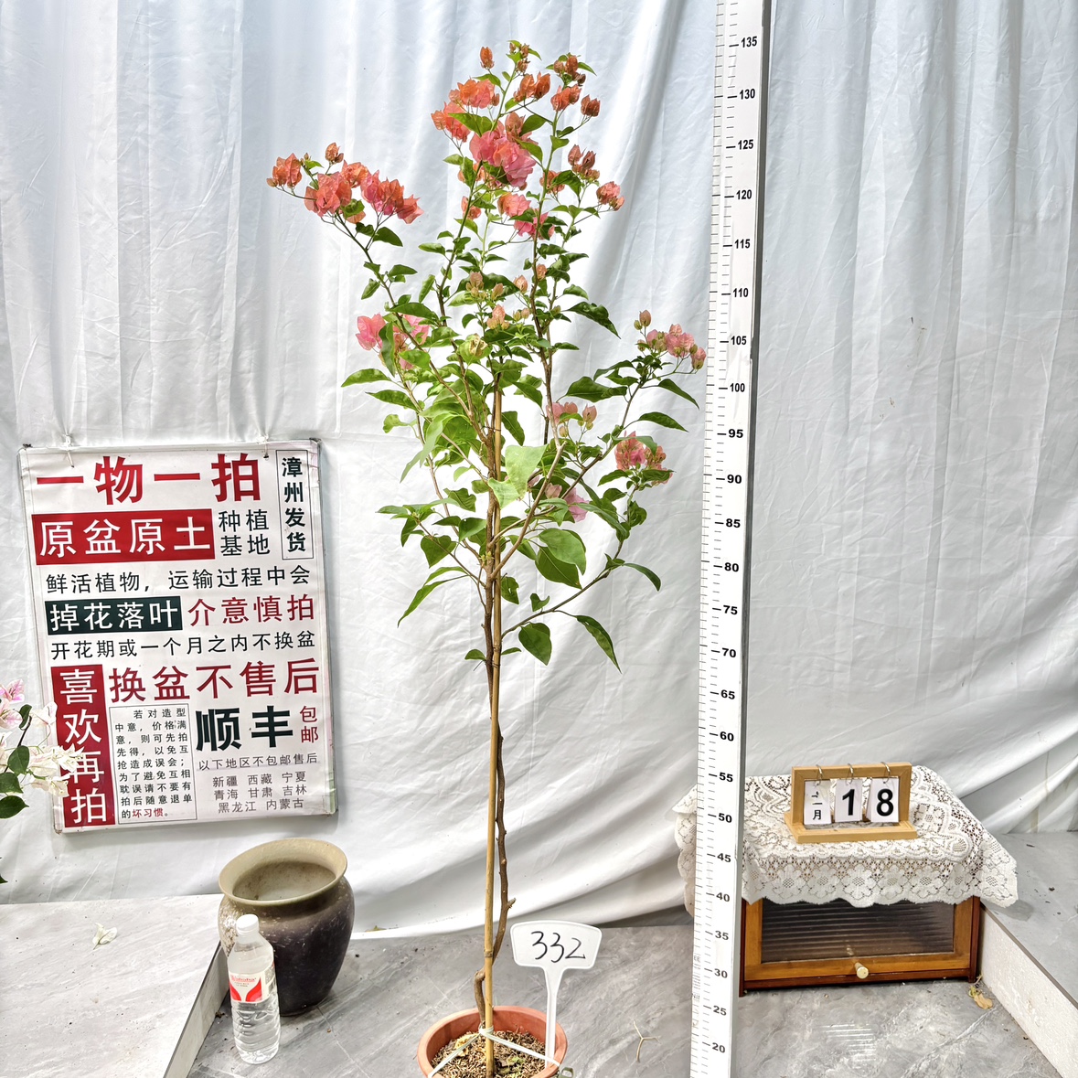 高飘【阿奴娜】332一物一拍漳州三角梅原生带盆土四季勤花阳台