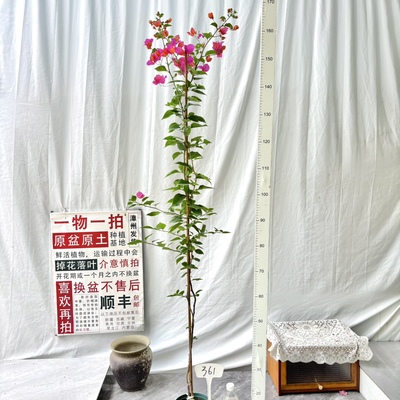 高飘【粉九月】361一物一拍漳州三角梅原生带盆阳台四季勤花