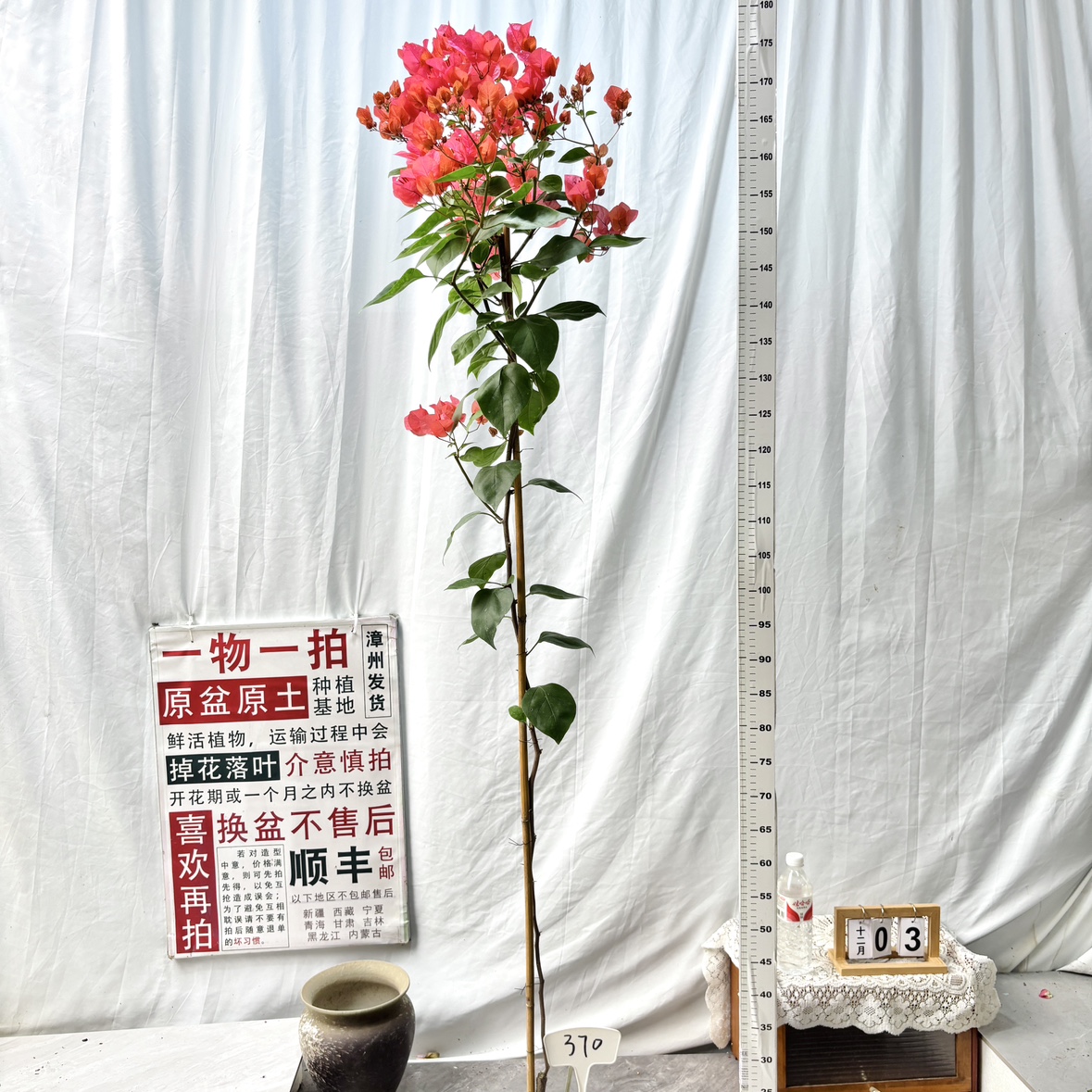 高飘【同安红】370一物一拍漳州三角梅原盆土四季勤花阳台