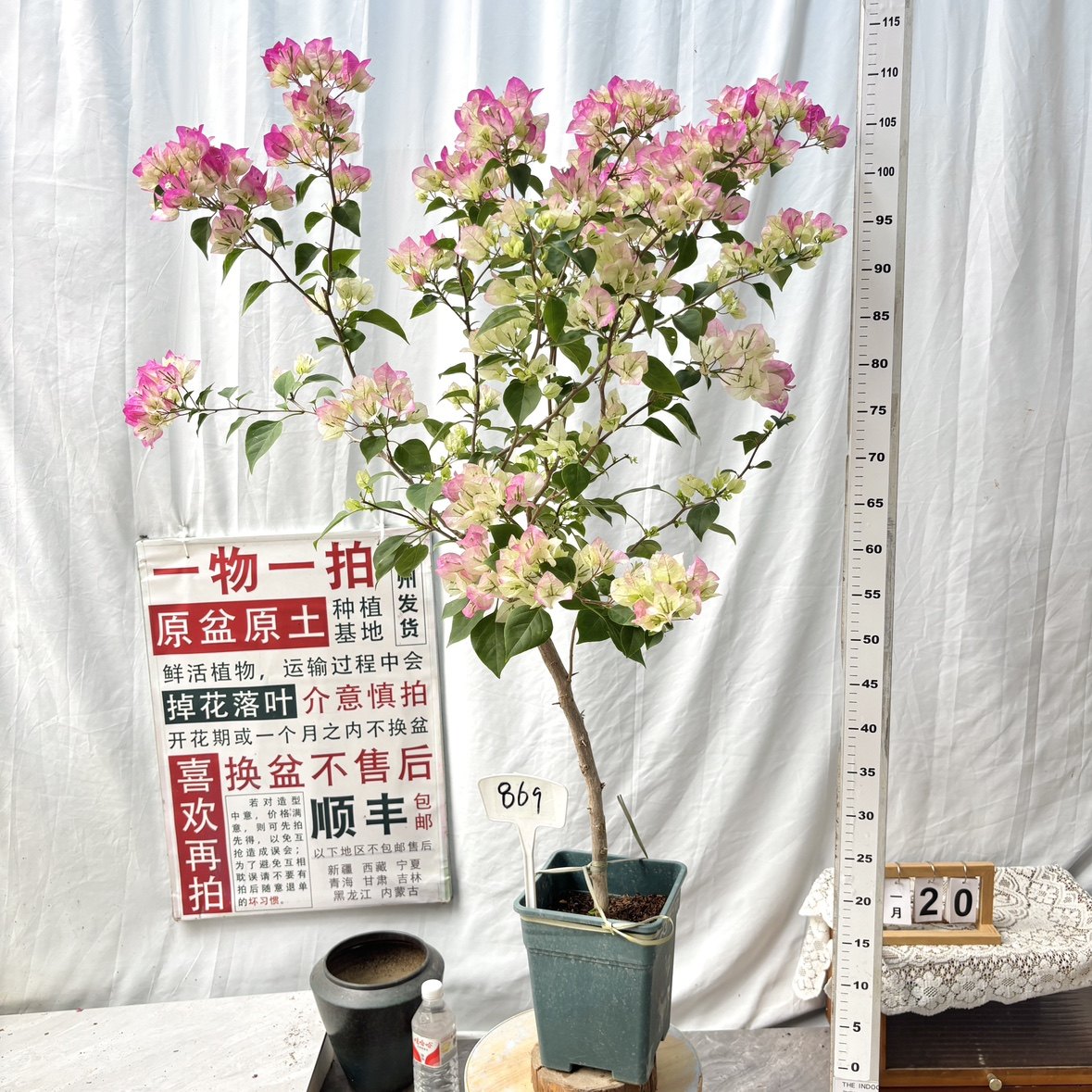 高杆方盆【绿樱】869一物一拍漳州三角梅原生带盆土四季勤花,鲜花速递/花卉仿真/绿植园艺,绣球/木绣球/木本植物,淘宝优惠券,粉丝福利购,淘宝优惠卷