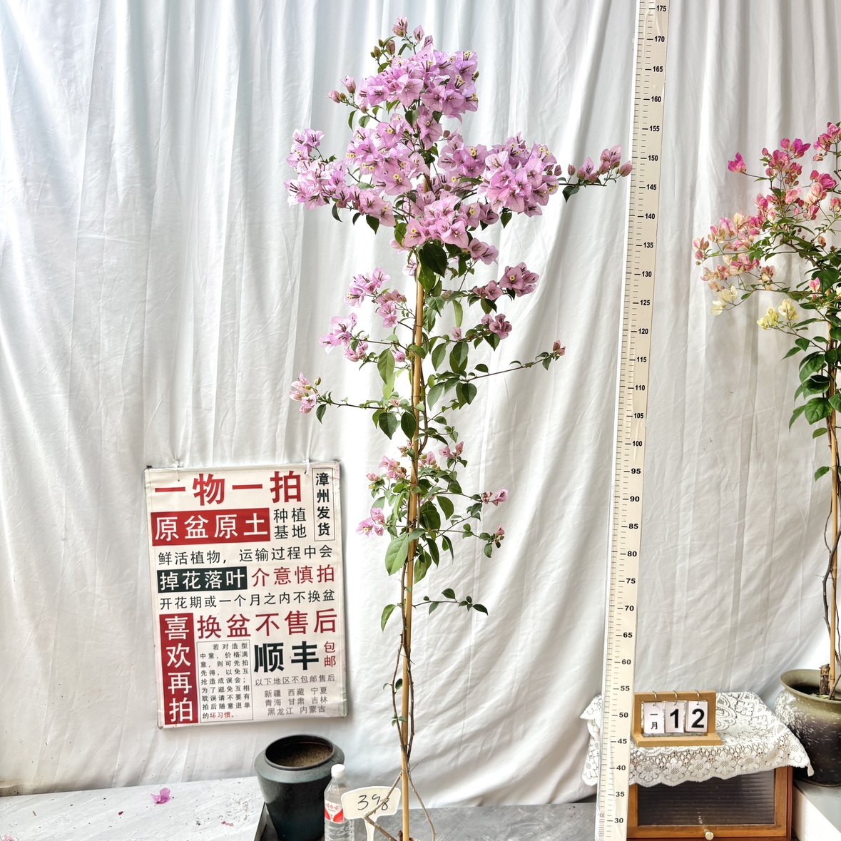 高飘【苹果花】398一物一拍漳州三角梅原盆原土四季勤花庭院,鲜花速递/花卉仿真/绿植园艺,绣球/木绣球/木本植物,淘宝优惠券,粉丝福利购,淘宝优惠卷