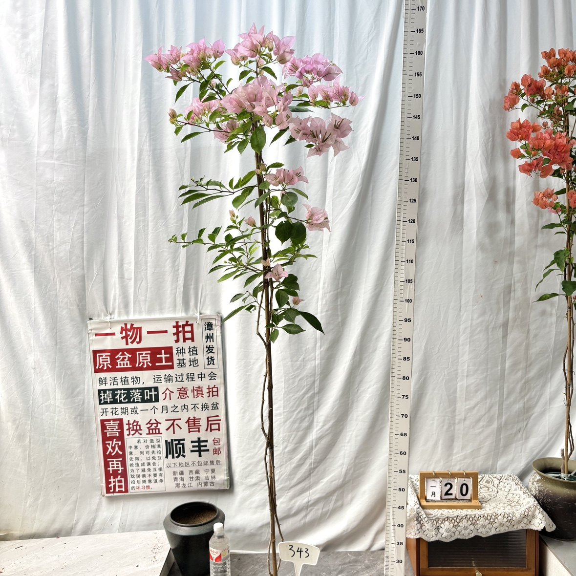 高飘【粉天使】343一物一拍漳州三角梅原生带盆土四季勤花阳台,鲜花速递/花卉仿真/绿植园艺,绣球/木绣球/木本植物,淘宝优惠券,粉丝福利购,淘宝优惠卷