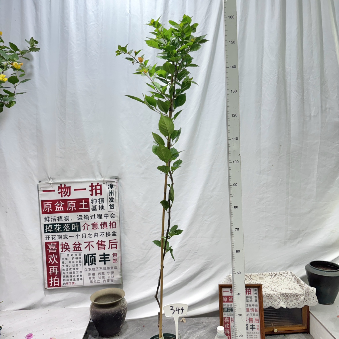 高飘【变色龙】344一物一拍漳州三角梅带盆土四季勤花阳台好养