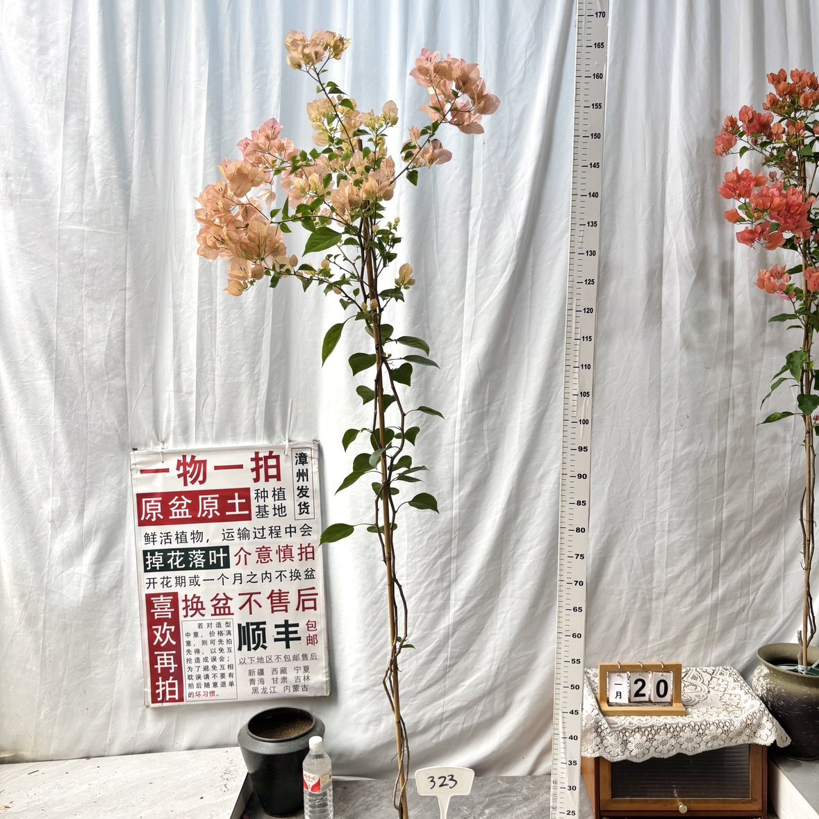 高飘【绿叶奶昔】 323一物一拍漳州三角梅原生带盆土四季勤花阳台,鲜花速递/花卉仿真/绿植园艺,绣球/木绣球/木本植物,淘宝优惠券,粉丝福利购,淘宝优惠卷