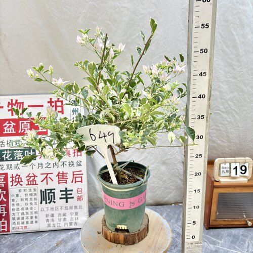 矮飘【斑叶苹果花】649一物一拍漳州三角梅原生带盆土四季勤花