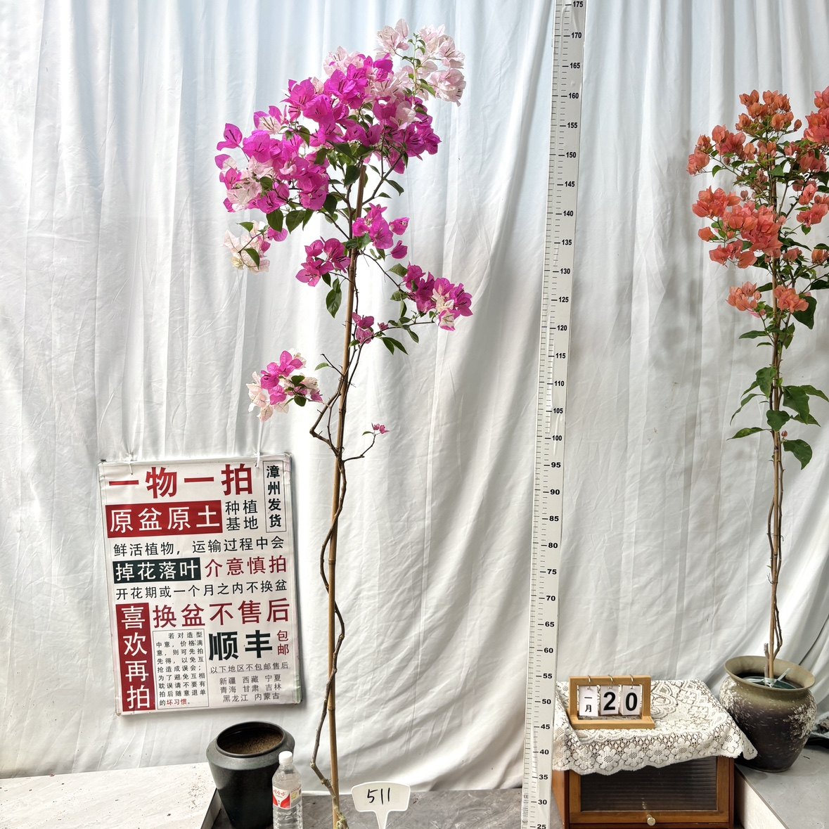 高飘【绿叶双色】511一物一拍漳州三角梅原生带盆土四季勤花,鲜花速递/花卉仿真/绿植园艺,绣球/木绣球/木本植物,淘宝优惠券,粉丝福利购,淘宝优惠卷