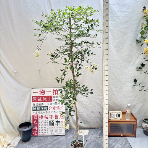 高飘【婆罗洲樱花】 305一物一拍漳州三角梅原生原盆原土四季勤花
