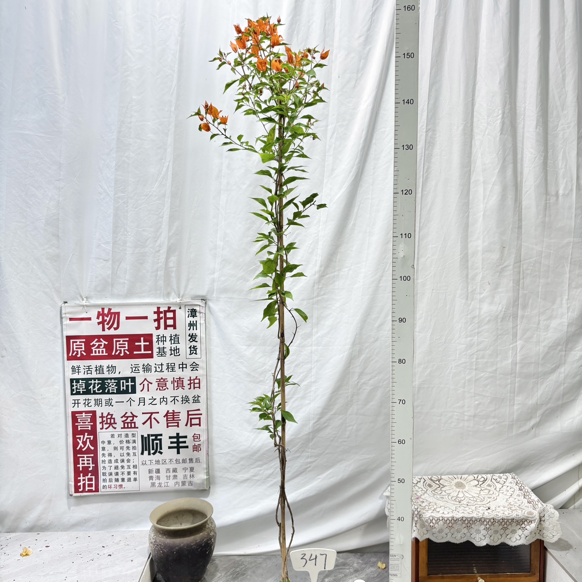 高飘【橙桑巴】347一物一拍漳州三角梅原生带盆土四季勤花好养