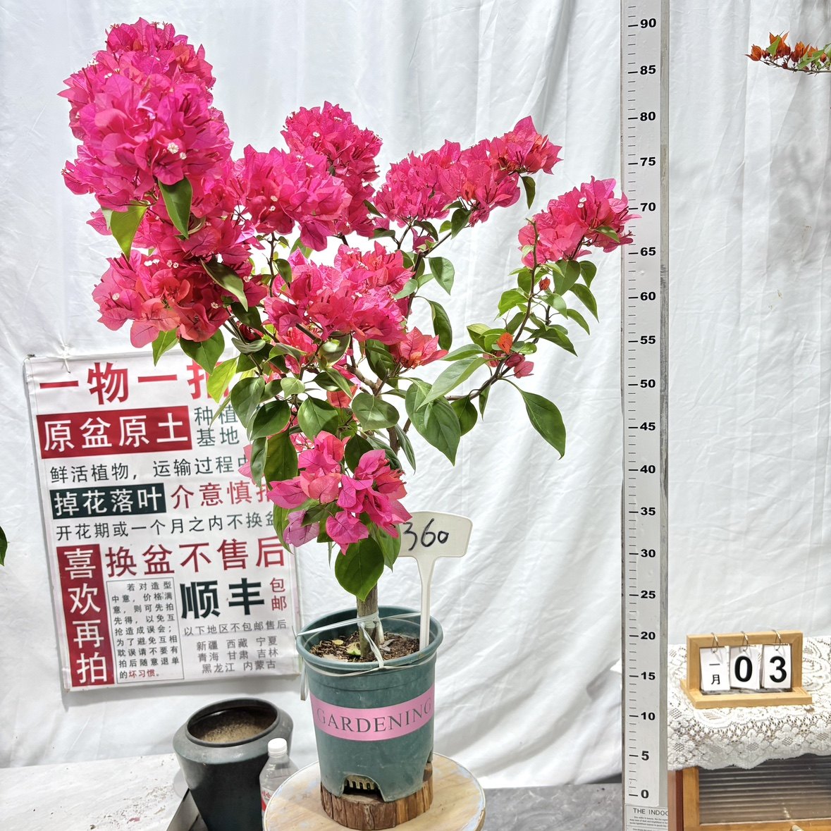 高飘【同安红】360漳州三角梅一物一拍原生带盆土四季勤花,鲜花速递/花卉仿真/绿植园艺,绣球/木绣球/木本植物,淘宝优惠券,粉丝福利购,淘宝优惠卷