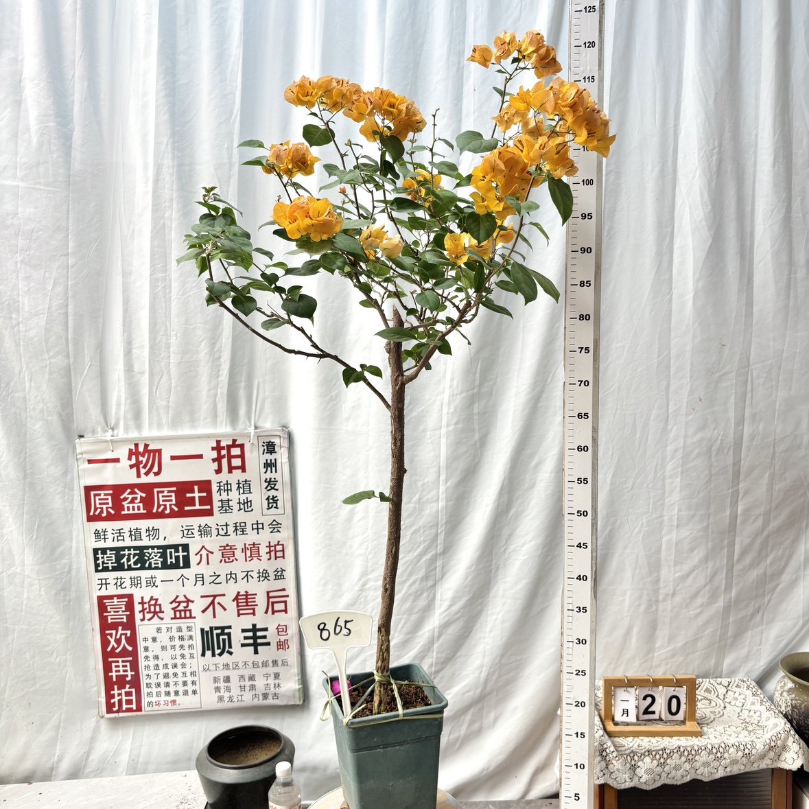 高杆方盆【加州黄金】865漳州三角梅原生带盆土四季勤花一物一拍,鲜花速递/花卉仿真/绿植园艺,绣球/木绣球/木本植物,淘宝优惠券,粉丝福利购,淘宝优惠卷