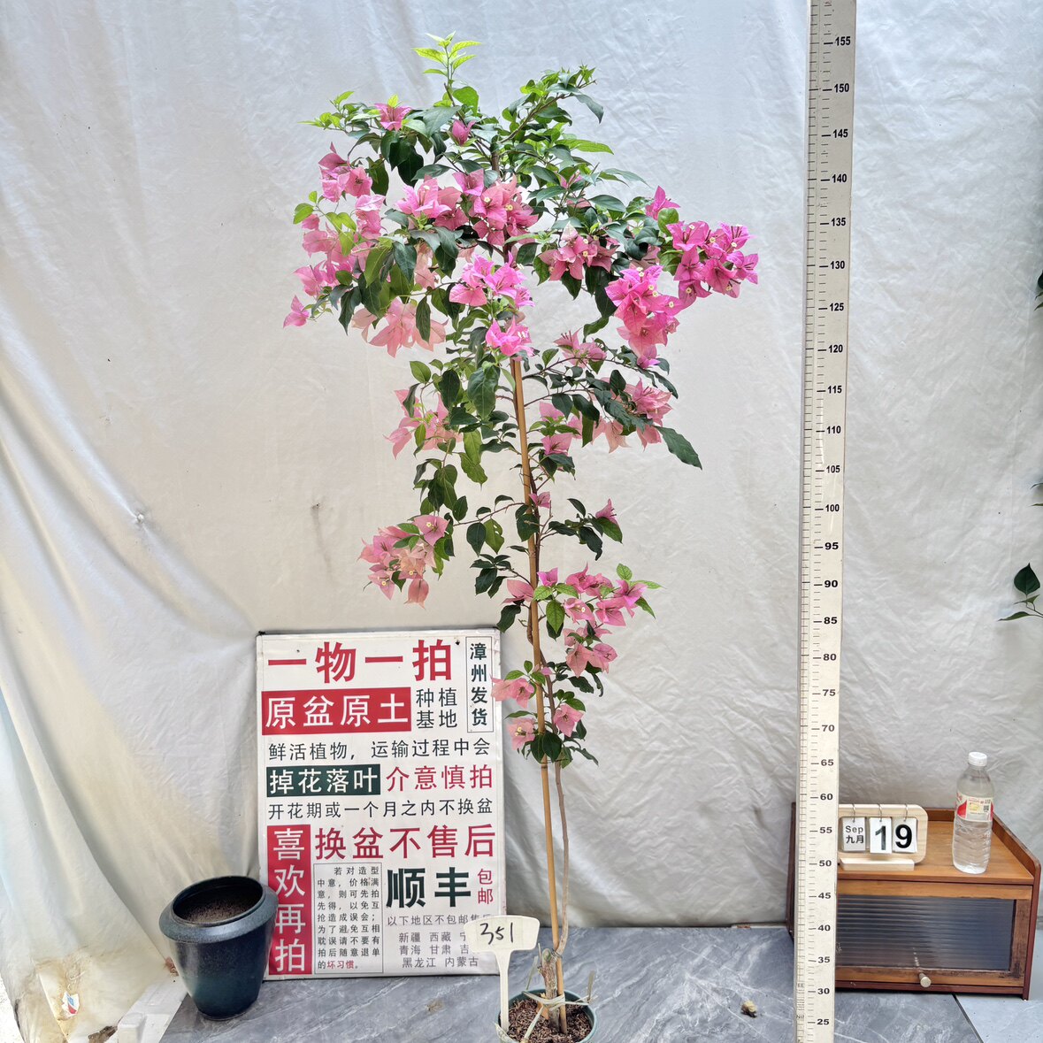 高飘【胭脂红】351一物一拍漳州三角梅原生带盆土四季勤花阳台