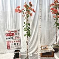 高飘【阿奴娜】600一物一拍漳州三角梅原生带盆土四季勤花阳台