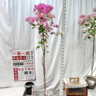 勤花阳台好养 359一物一拍漳州三角梅带盆土四季 高飘 金心橙白