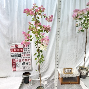 勤花阳台 642一物一拍漳州三角梅原生盆土四季 高飘 金心橙白