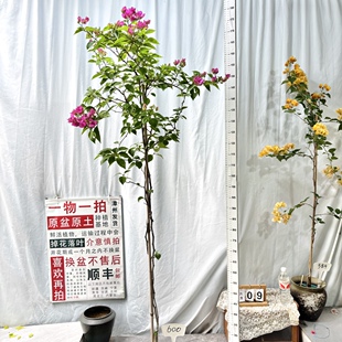 高飘【漳红樱】600一物一拍漳州三角梅原生带盆土四季勤花阳台
