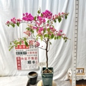 632一物一拍漳州三角梅原生带盆土四季 高杆方盆 漳红樱 勤花