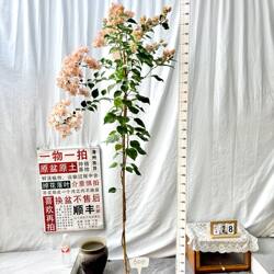 高飘【奶昔】600一物一拍漳州三角梅原生带盆土四季勤花阳台