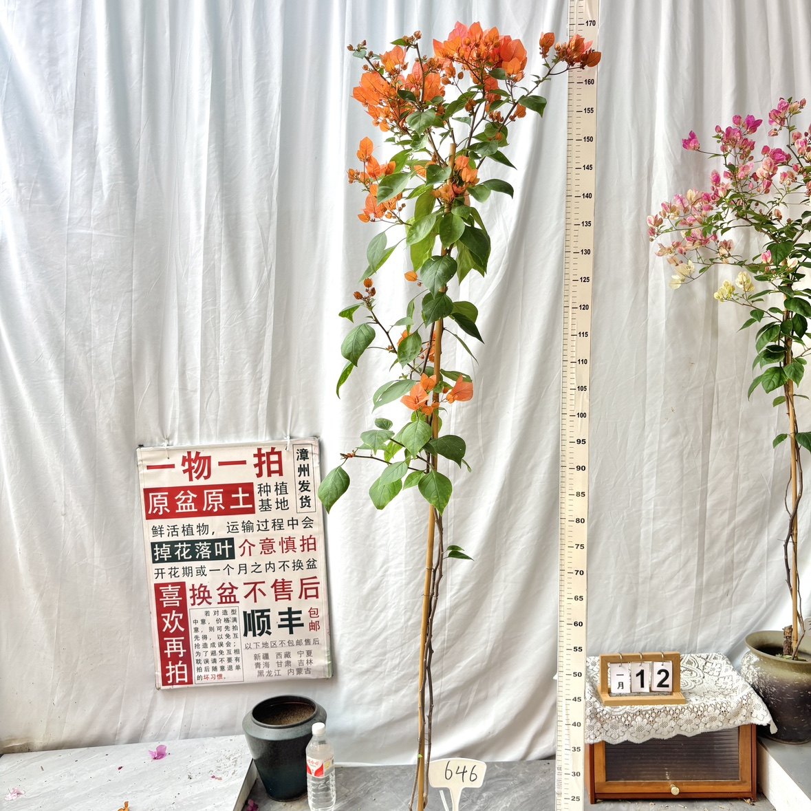 高飘【波妹】646一物一拍漳州三角梅原生带盆土四季勤花阳台,鲜花速递/花卉仿真/绿植园艺,绣球/木绣球/木本植物,淘宝优惠券,粉丝福利购,淘宝优惠卷