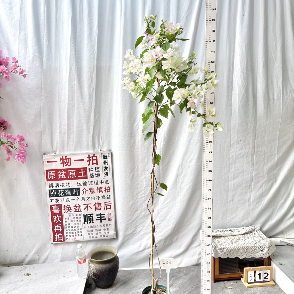 高飘【口红】300一物一拍漳州三角梅原盆原土四季勤花阳台