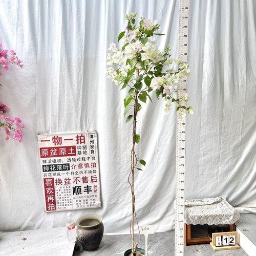 高飘【口红】300一物一拍漳州三角梅原盆原土四季勤花阳台