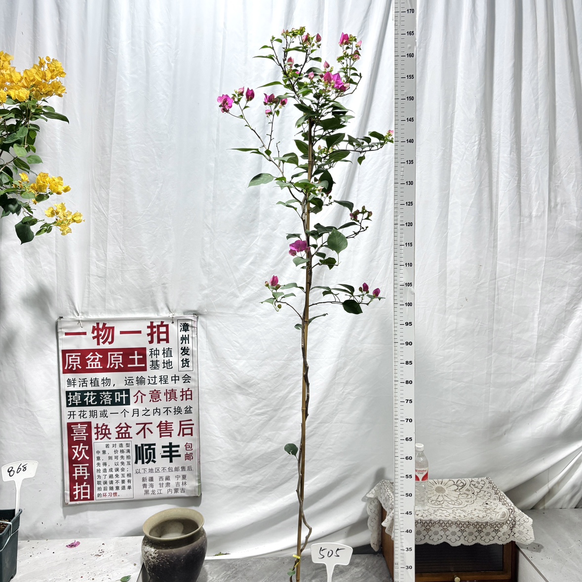 高飘【绿叶宫粉】505一物一拍漳州三角梅原生带盆土四季勤花阳台