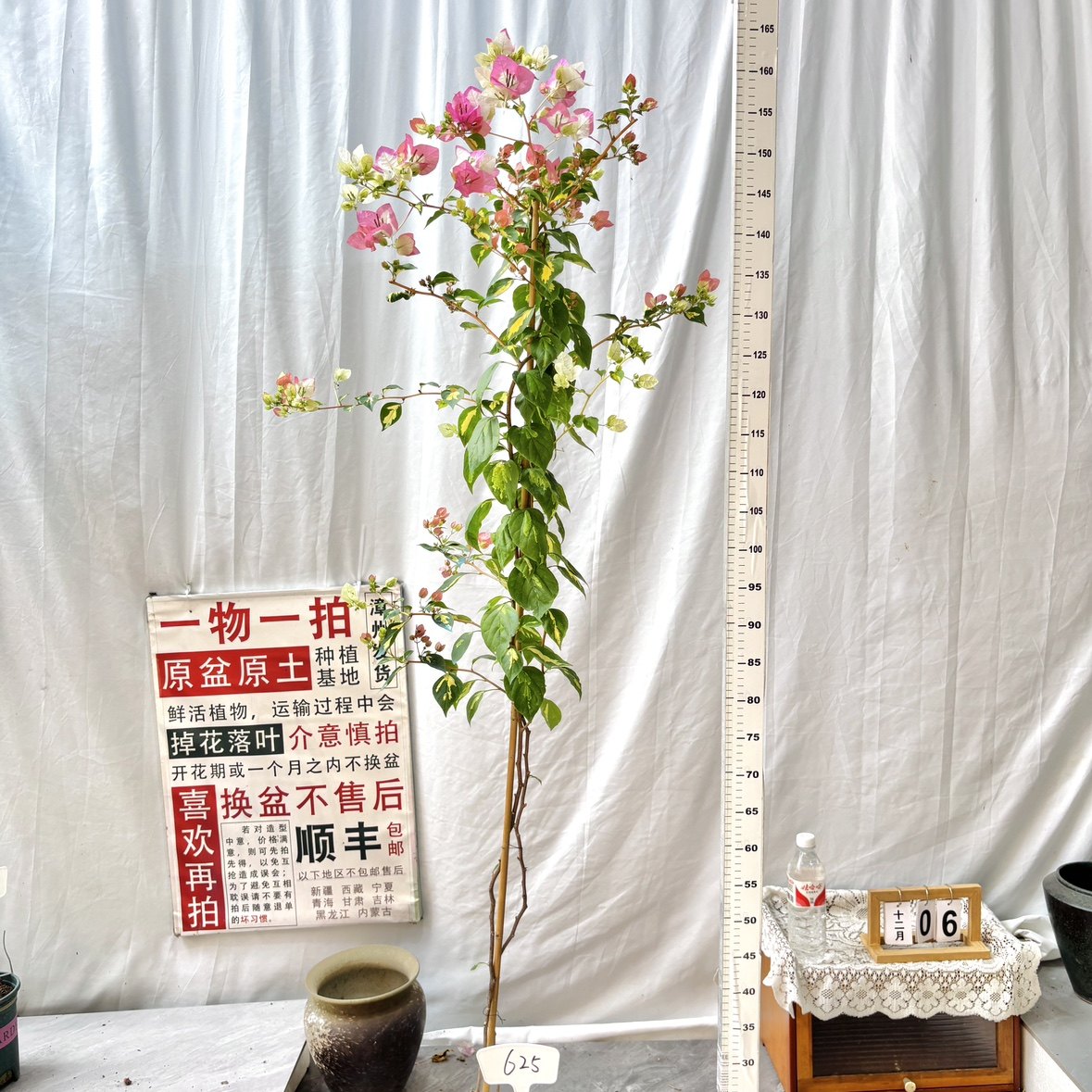 高飘【金心橙白】625一物一拍漳州三角梅原生带盆土四季勤花阳台