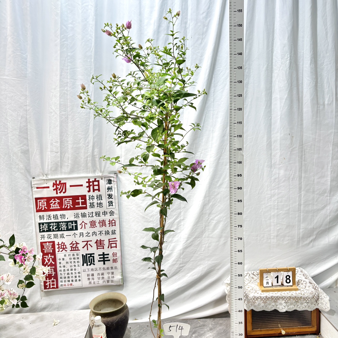 高飘【巴西紫】514一物一拍漳州三角梅原生带盆土四季勤花阳台