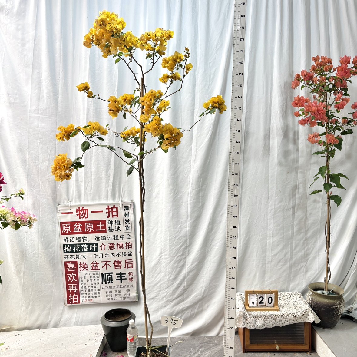 高飘方盆【暗斑浅黄】395一物一拍漳州三角梅带盆土原生四季勤花,鲜花速递/花卉仿真/绿植园艺,绣球/木绣球/木本植物,淘宝优惠券,粉丝福利购,淘宝优惠卷