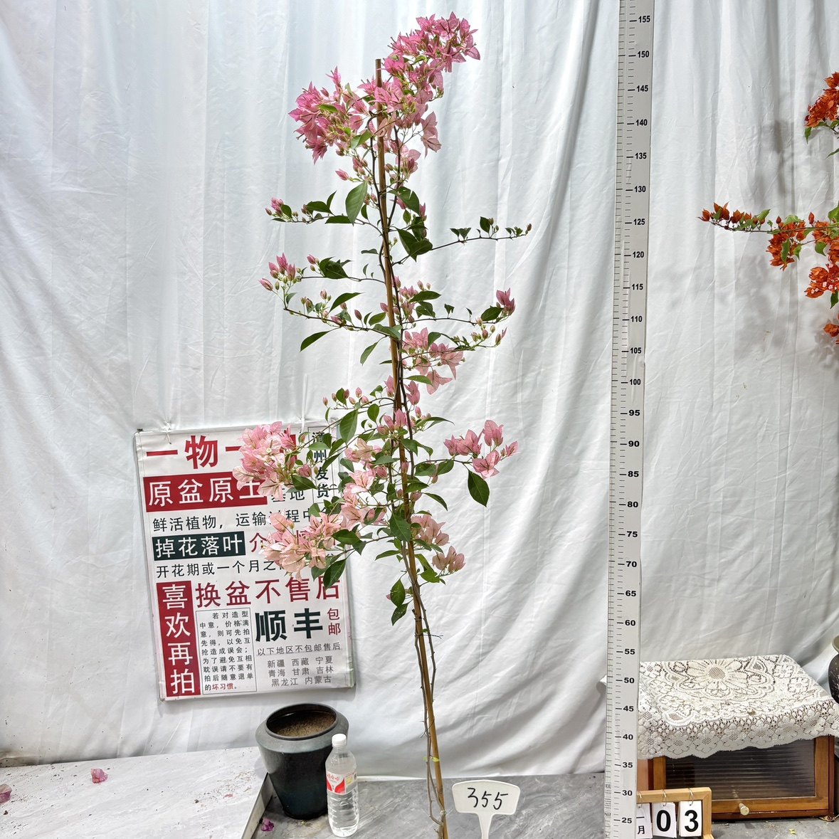 高飘【婆罗洲樱花】355一物一拍漳州三角梅原生带盆土四季勤花,鲜花速递/花卉仿真/绿植园艺,绣球/木绣球/木本植物,淘宝优惠券,粉丝福利购,淘宝优惠卷
