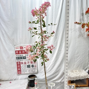 高飘【婆罗洲樱花】355一物一拍漳州三角梅原生带盆土四季勤花