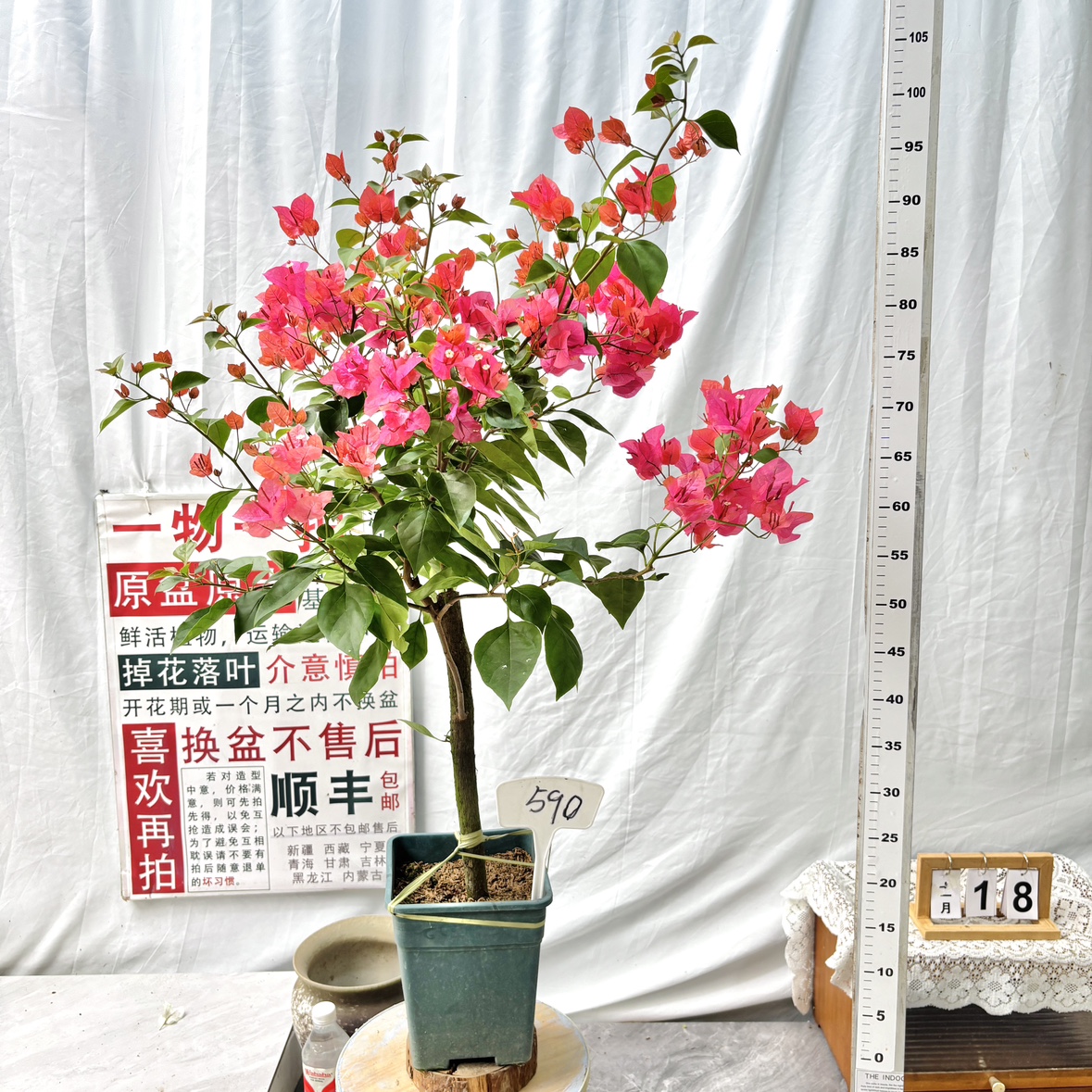 高杆方盆【同安红】590一物一拍漳州三角梅原生带盆土四季勤花