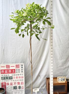 高飘【粉天使】389一物一拍漳州三角梅原盆土四季勤花阳台