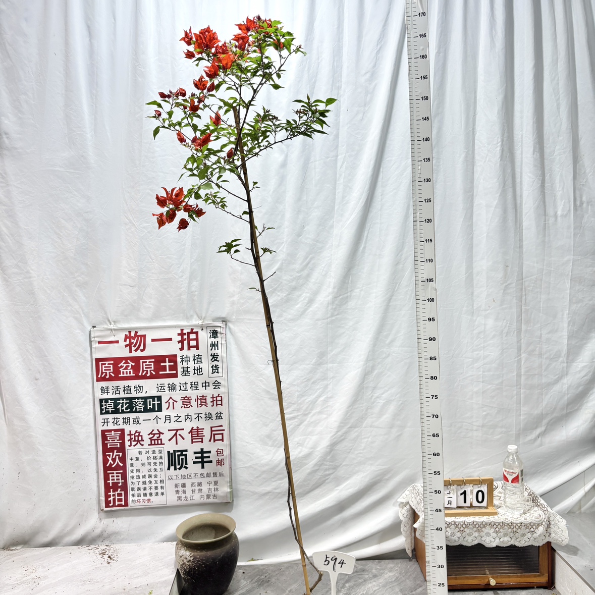 高飘【热火桑巴】594一物一拍漳州三角梅原生带盆土四季勤花阳台