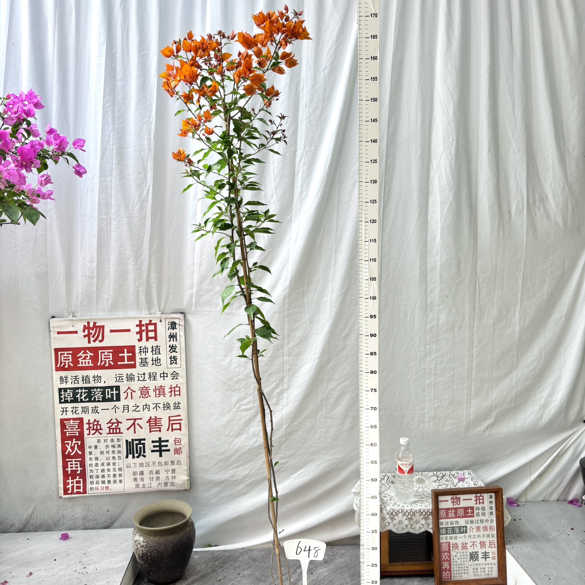 高飘【橙桑巴】648一物一拍漳州三角梅原盆土四季勤花阳台庭院