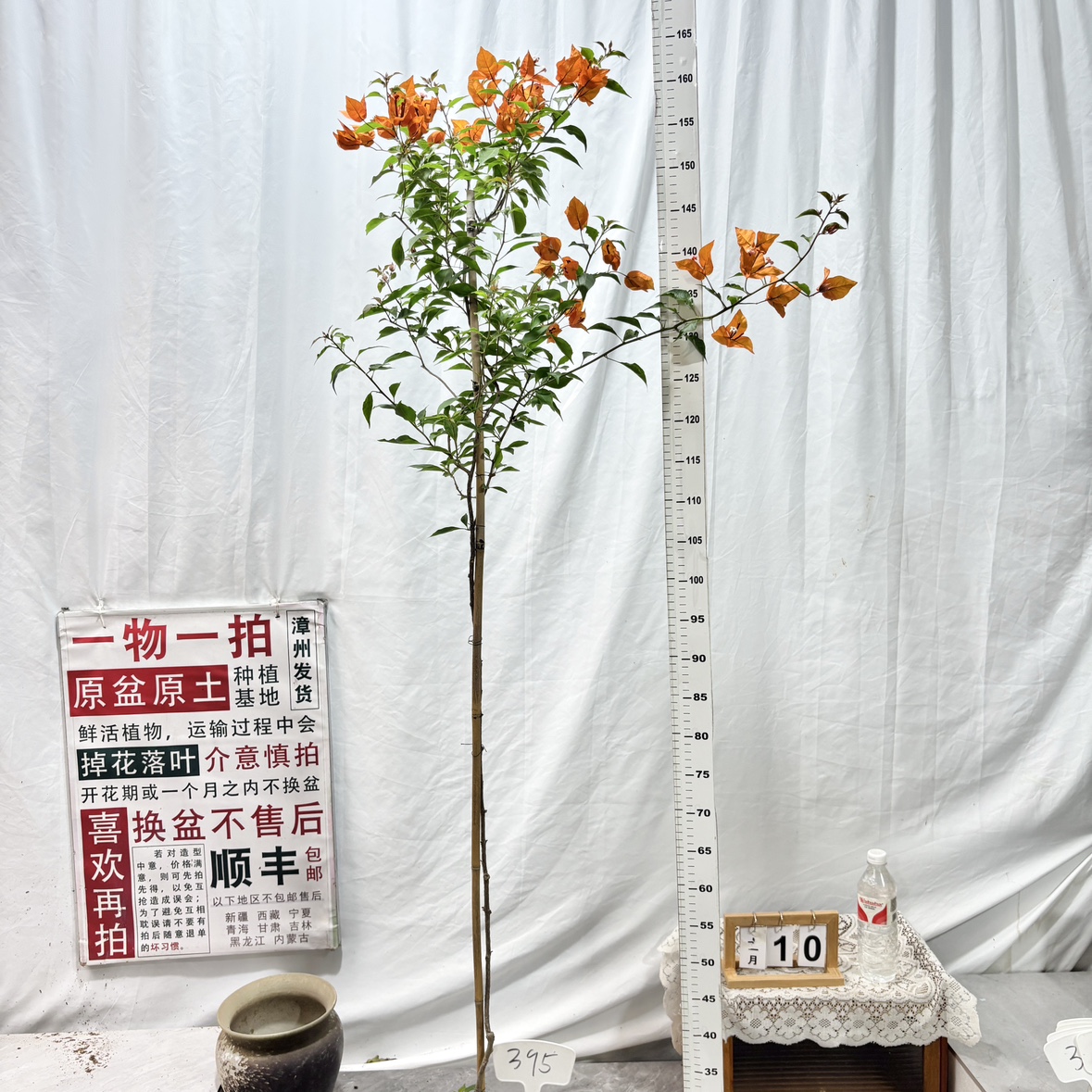 高飘【橙桑巴】395一物一拍漳州三角梅带盆土原生四季勤花阳台