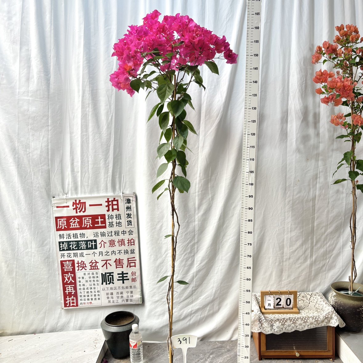 高飘【同安红】391一物一拍漳州三角梅原盆土四季开花勤花,鲜花速递/花卉仿真/绿植园艺,绣球/木绣球/木本植物,淘宝优惠券,粉丝福利购,淘宝优惠卷