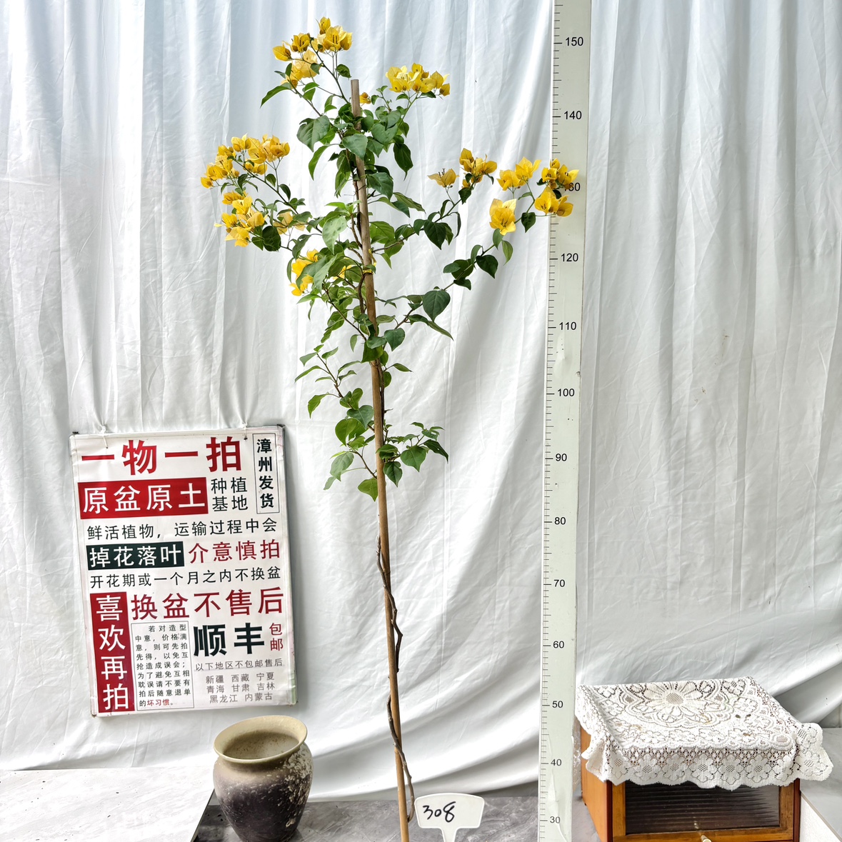 高飘【柠檬黄】308一物一拍漳州三角梅原生带盆土四季勤花阳台