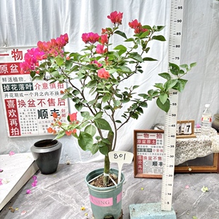 高杆方盆【同安红】801一物一拍漳州三角梅原生带盆土四季勤花
