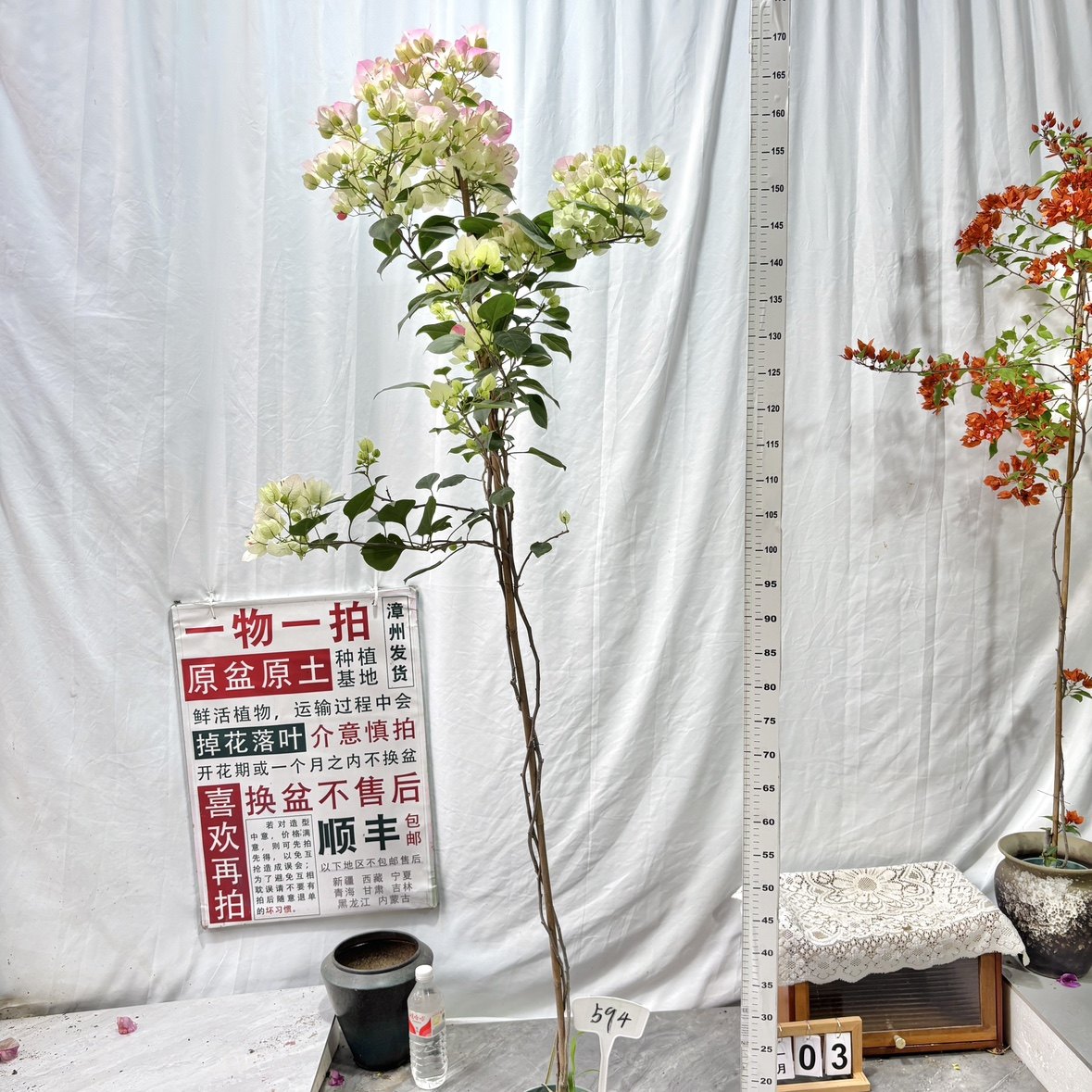 高飘【绿樱】594一物一拍漳州三角梅原生带盆土四季勤花阳台,鲜花速递/花卉仿真/绿植园艺,绣球/木绣球/木本植物,淘宝优惠券,粉丝福利购,淘宝优惠卷