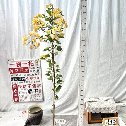 高飘【三色马斯】647一物一拍漳州三角梅原生带盆土四季勤花阳台